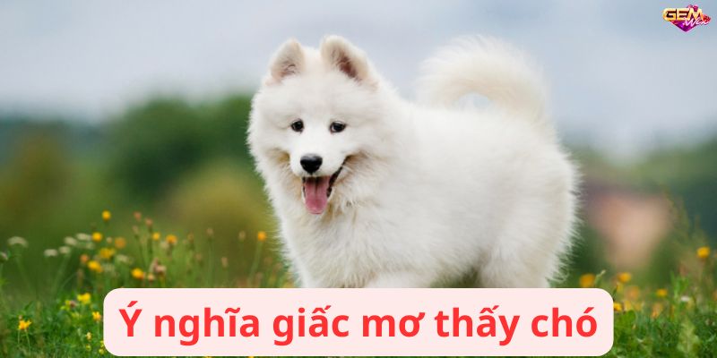 mo thay cho 1 Ý nghĩa giấc mơ thấy chó